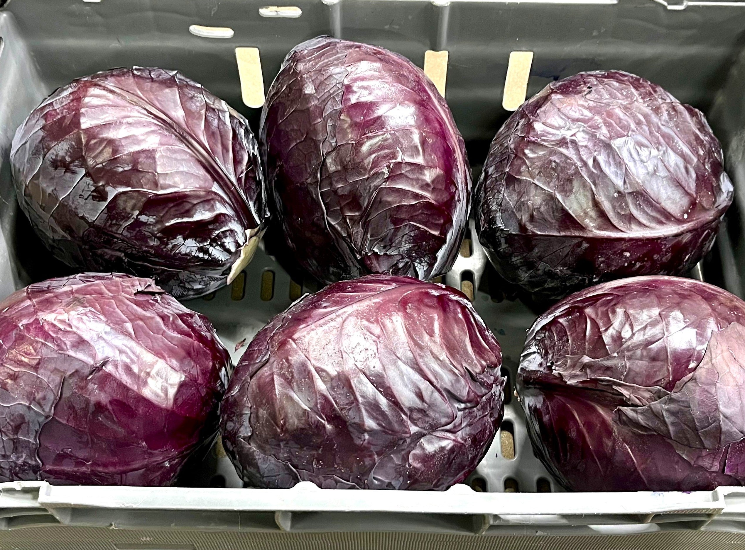 Rödkål