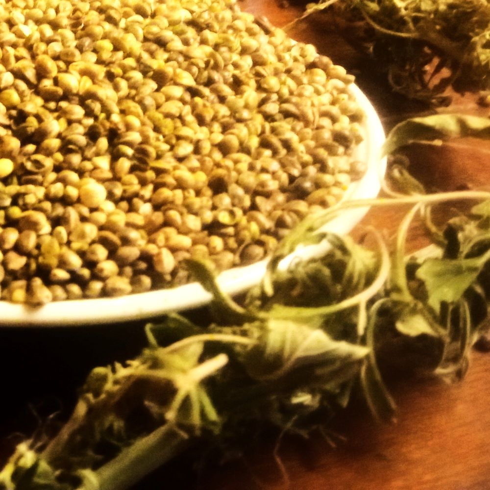 Skånska hampafrön, ekologiska, 250 g - KRAV